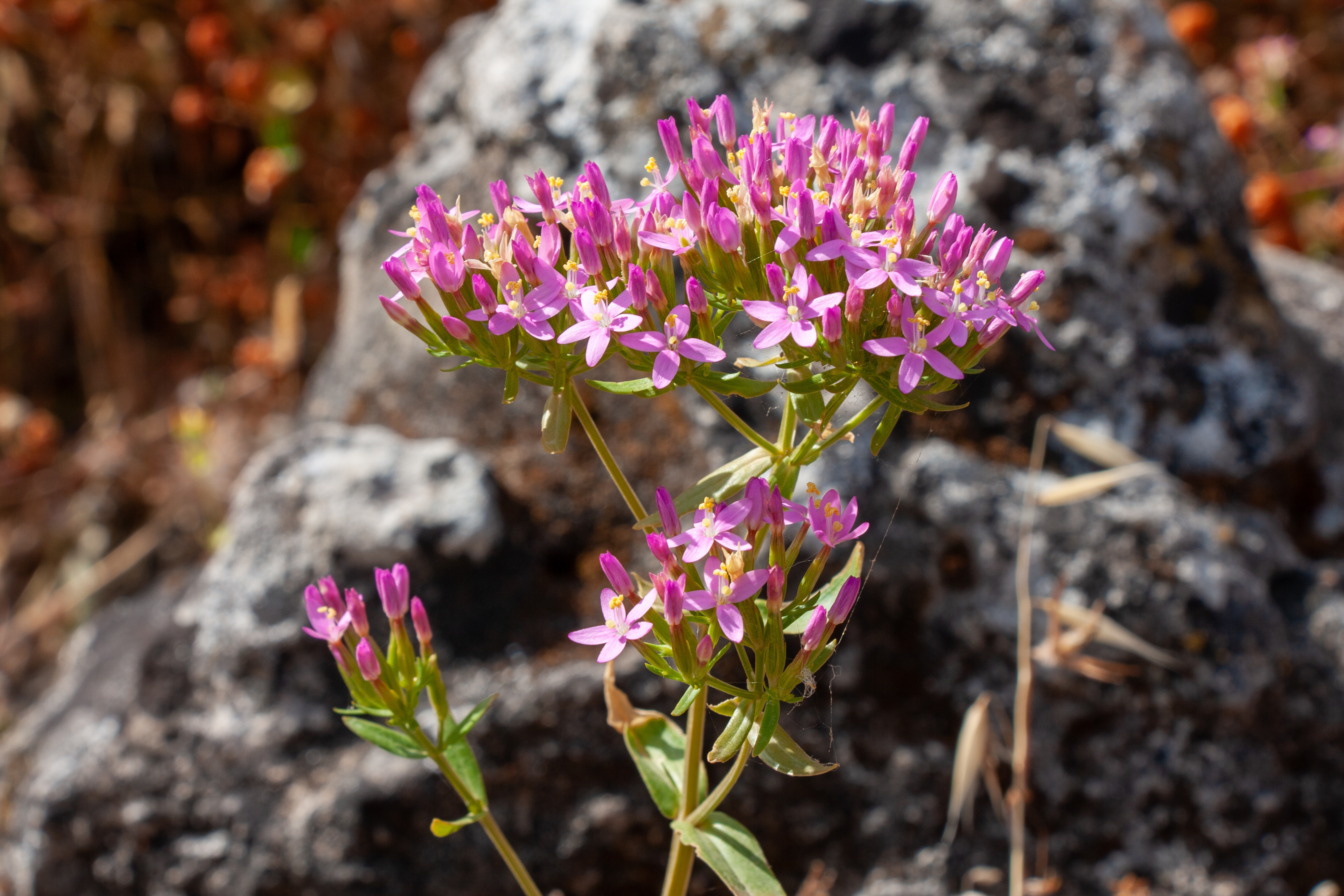 Adobe Stock 1414712574