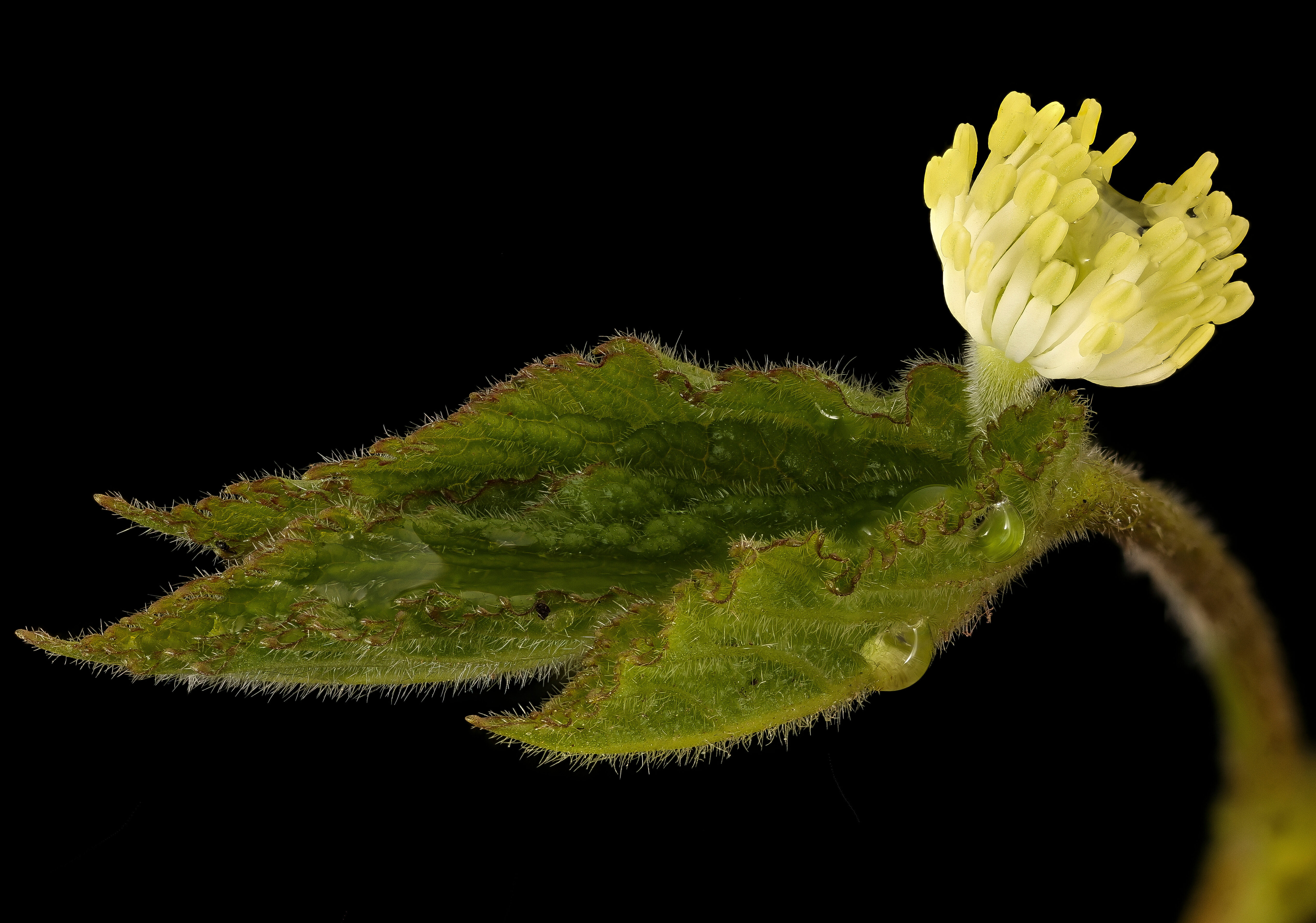 Adobe Stock 357432134 jpeg Hydrastis goldenseal