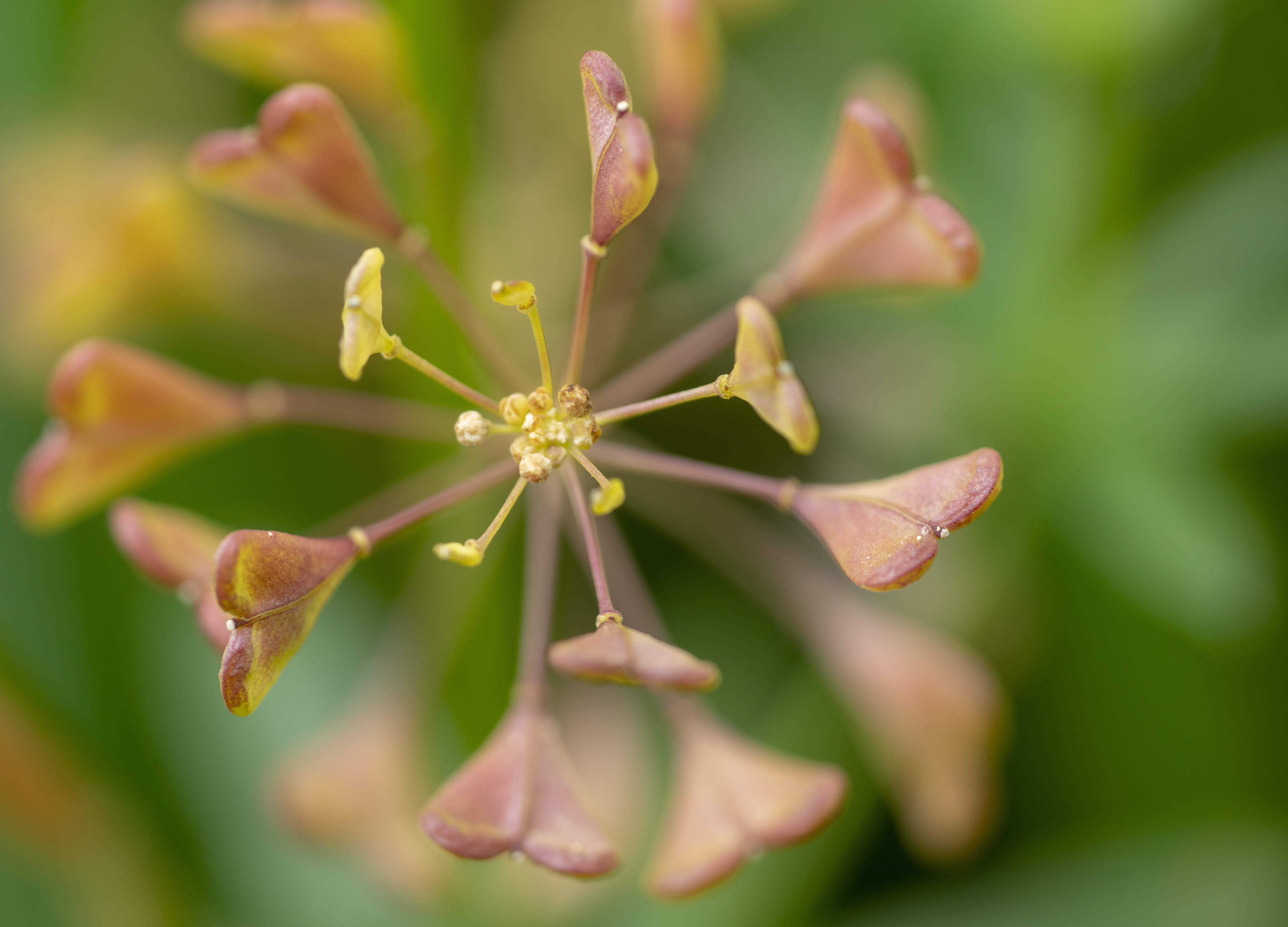 Hirtentaeschchen Adobe