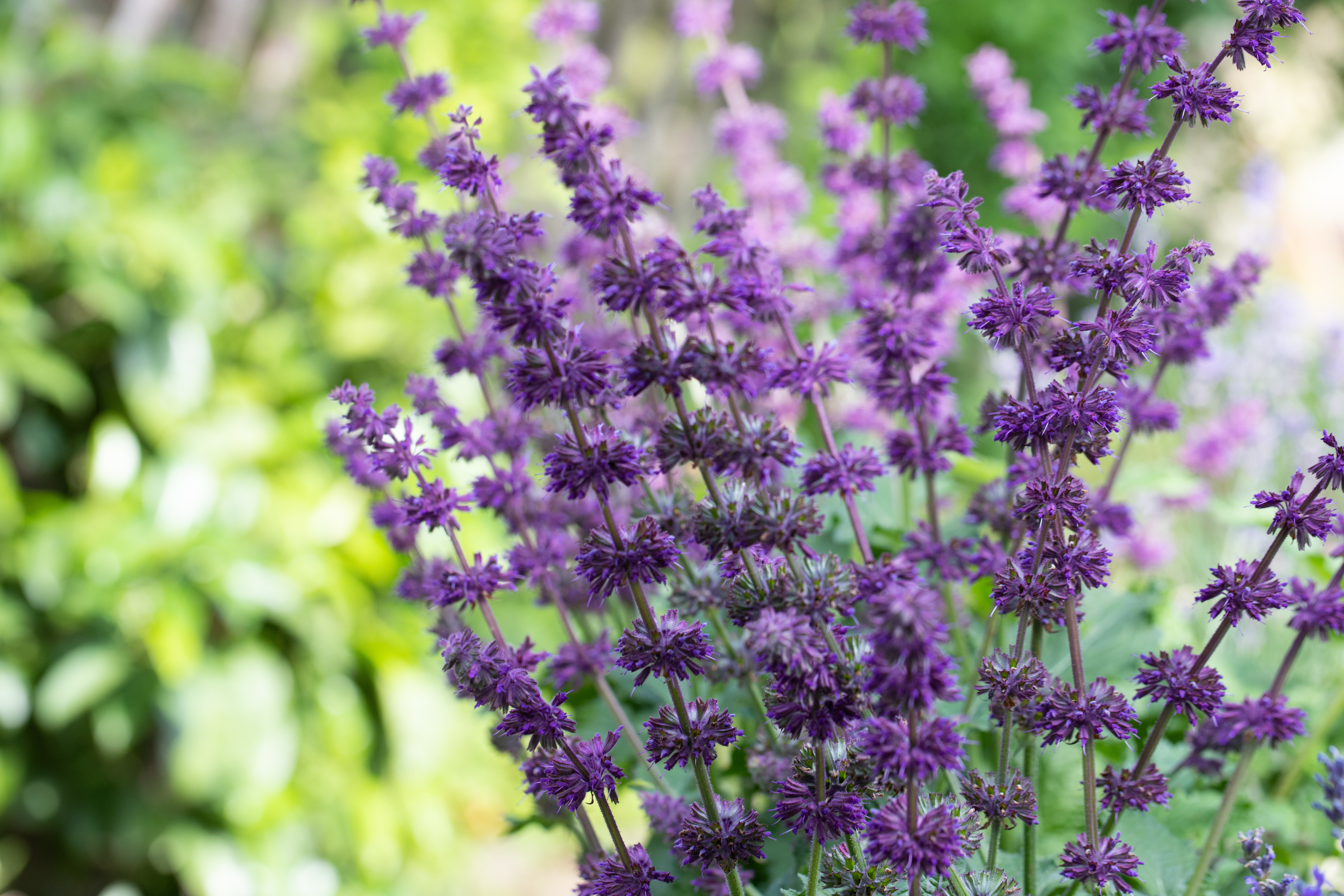 Muskatellersalbei Adobe