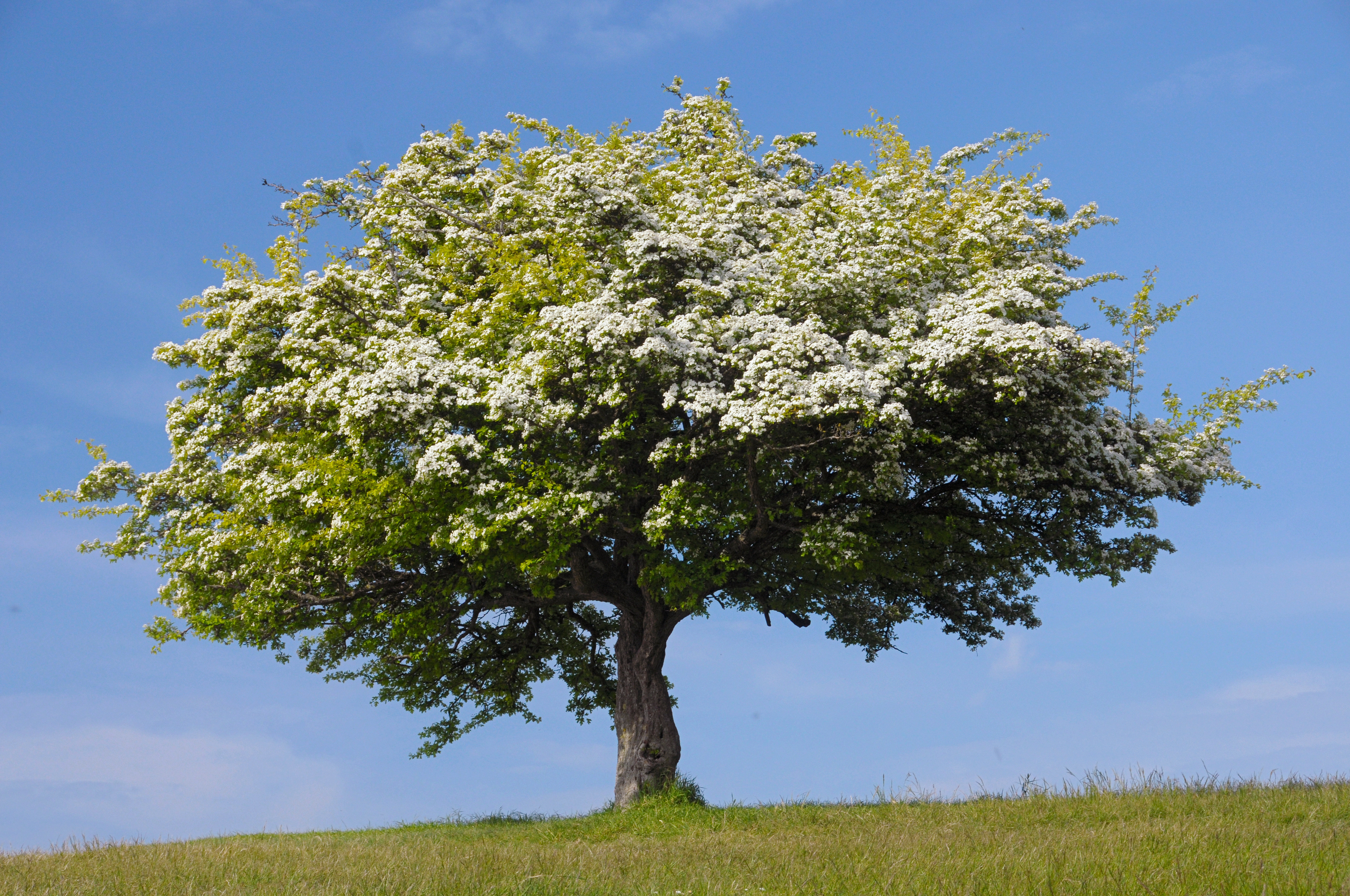 Weissdorn in Fruehjahrsbluete