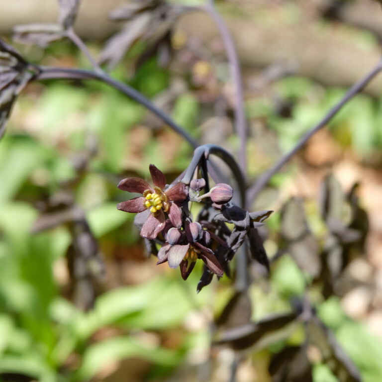 Caulophyllum Frauenwurzel