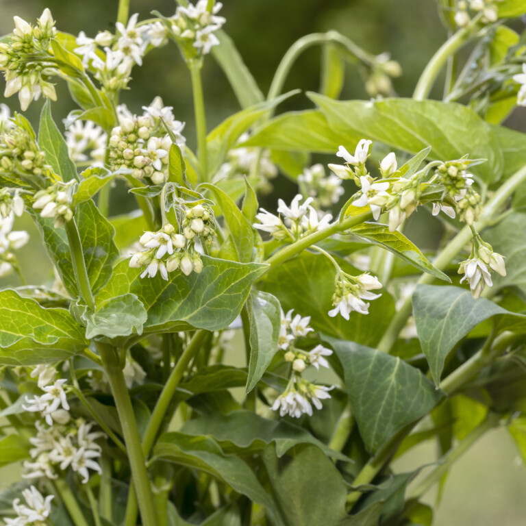 Vincetoxicum Schwalbenwurz