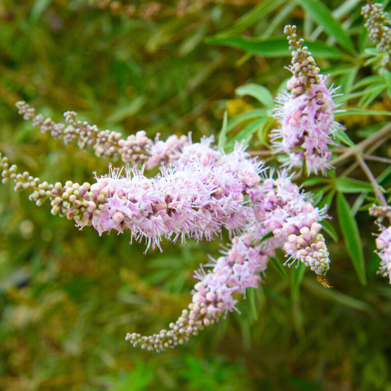 Agnus Castus Mönchspfeffer