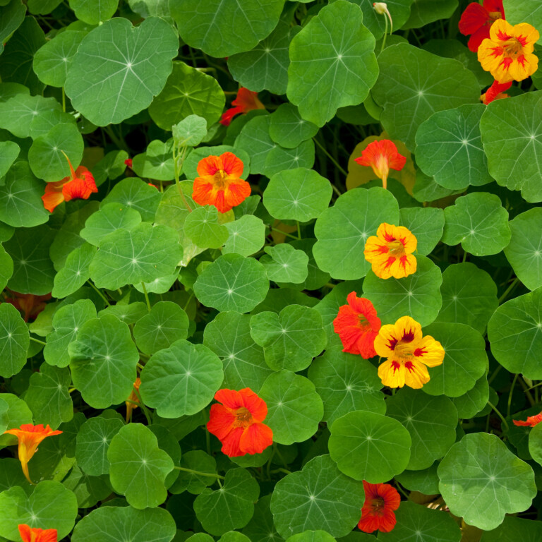Tropaeolum Majus Grosse Kapuzinerkresse