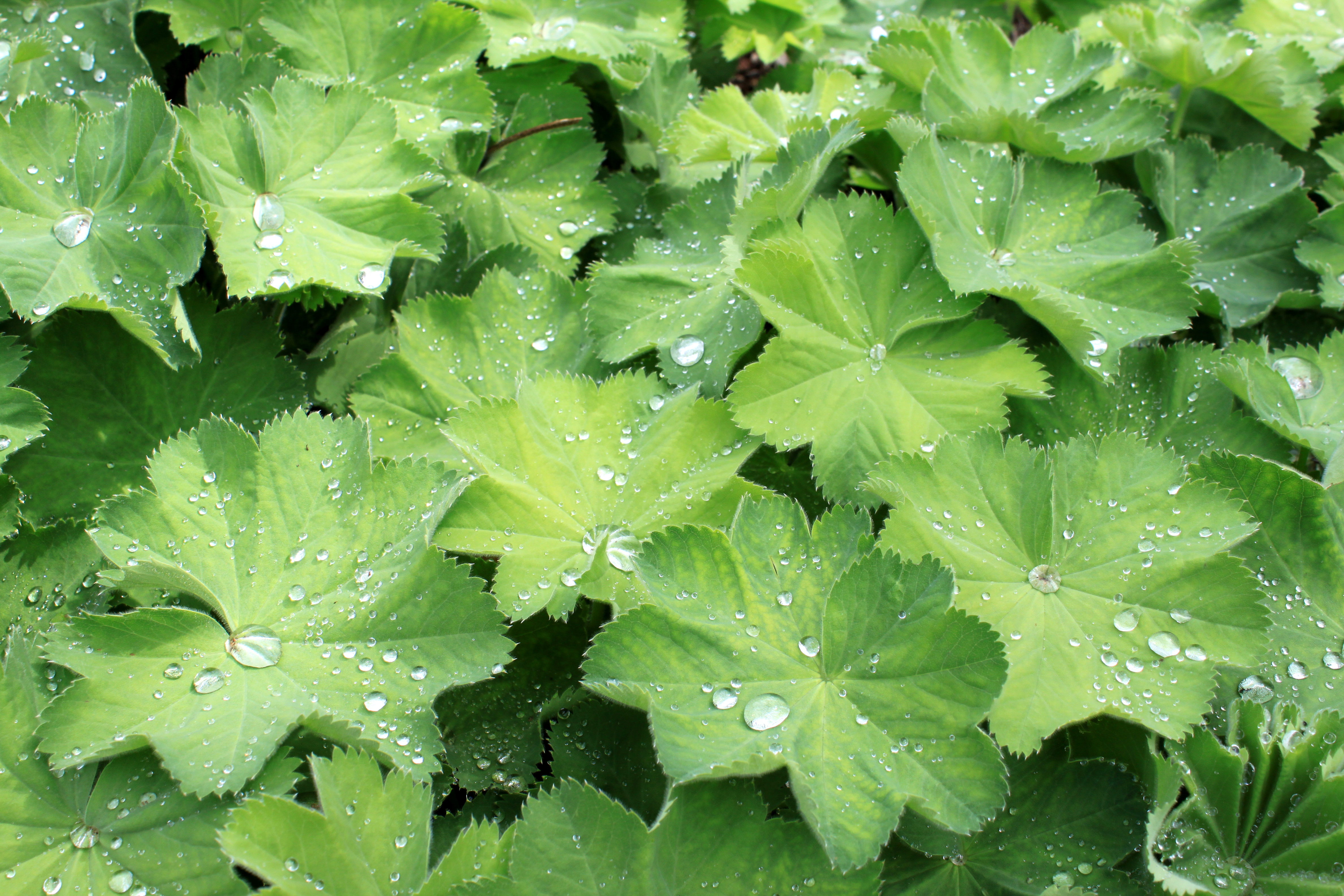 Alchemilla Adobe